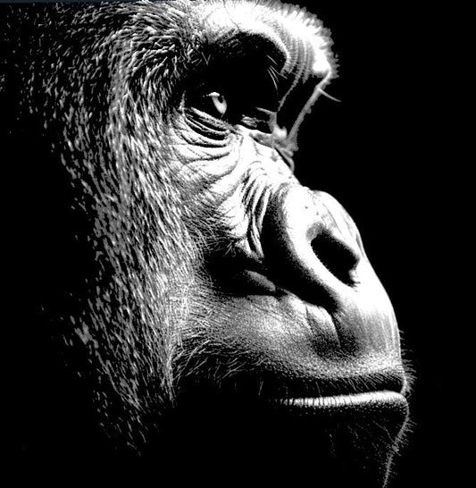 Lámina gorila realismo